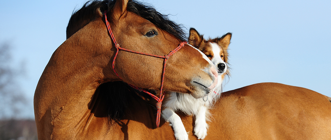 border collie on the back of a brown horse